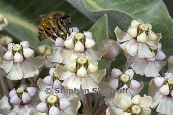 asclepias eriocarpa 4 graphic